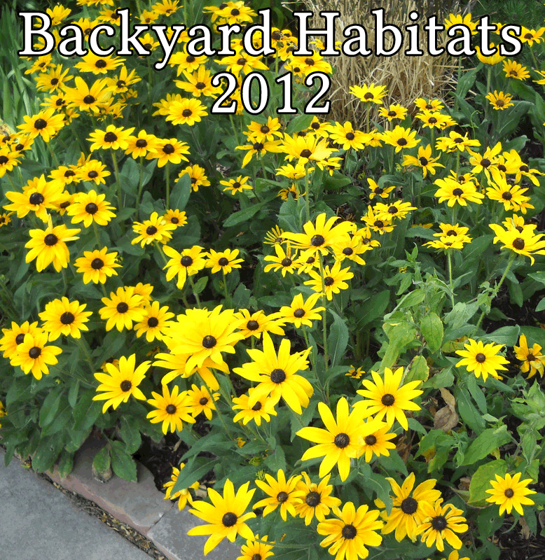 Backyard Habitat Tour 2012 photo header - abundant Black-Eyed Susan flowers