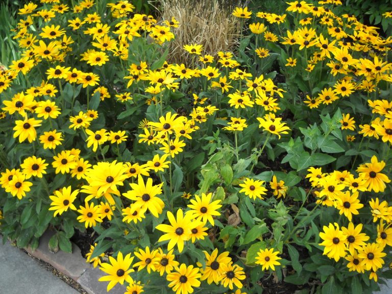Abundant Black-Eyed Susan flowers, creating healthy habitat for bees and butterflies