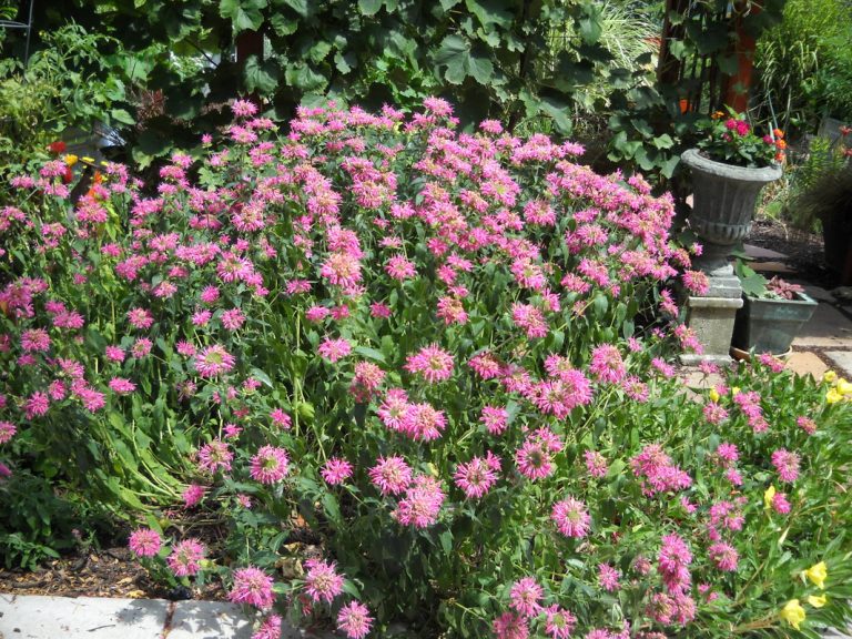 Abundant Beebalm flowers, creating healthy habitat for bees and butterflies