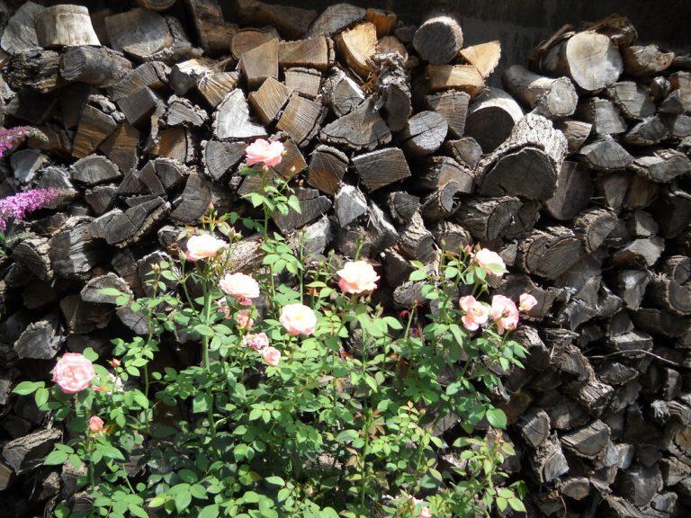 Stacked wood with pink tea roses in East Campus