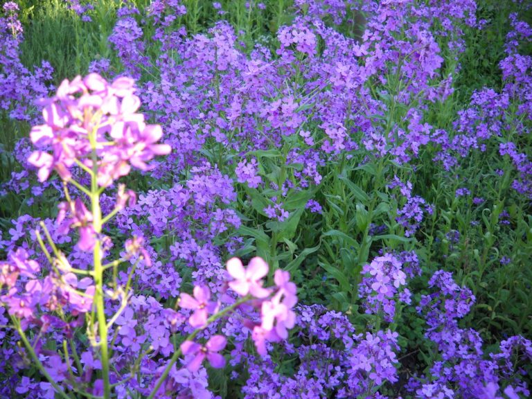 Dame's Rocket, ECCO Garden Tour, 2013