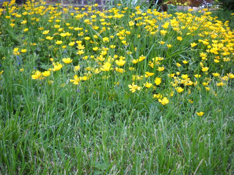 Prairie Sundrops, ECCO Garden Tour, 2013