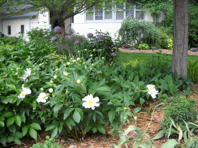 Peonies, ECCO Garden Tour, 2013