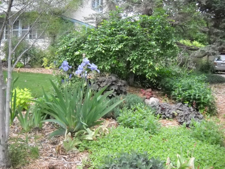 Irises, ECCO Garden Tour, 2013
