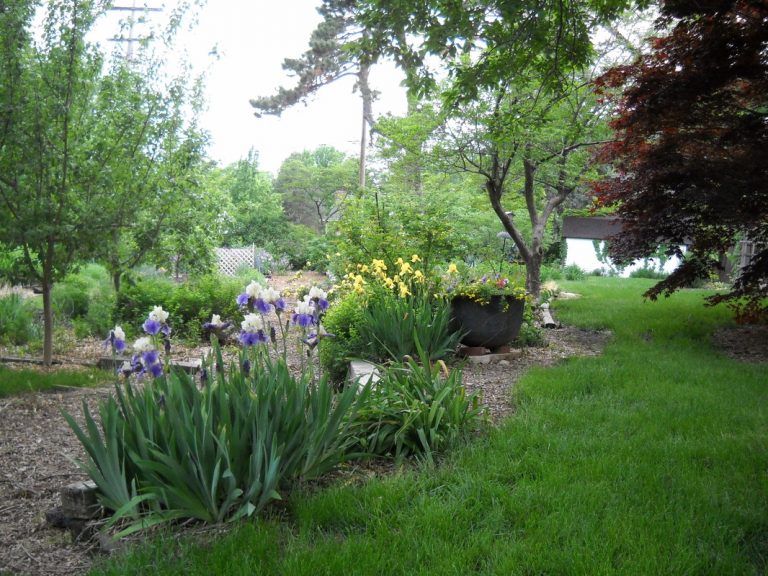 Irises along path, ECCO Garden Tour, 2013