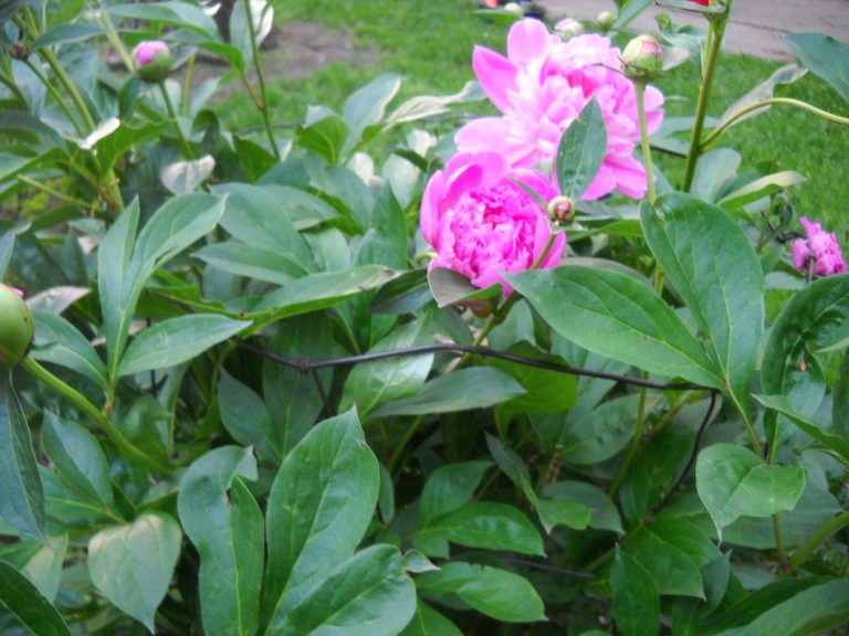 Peony, ECCO Garden Tour, 2013