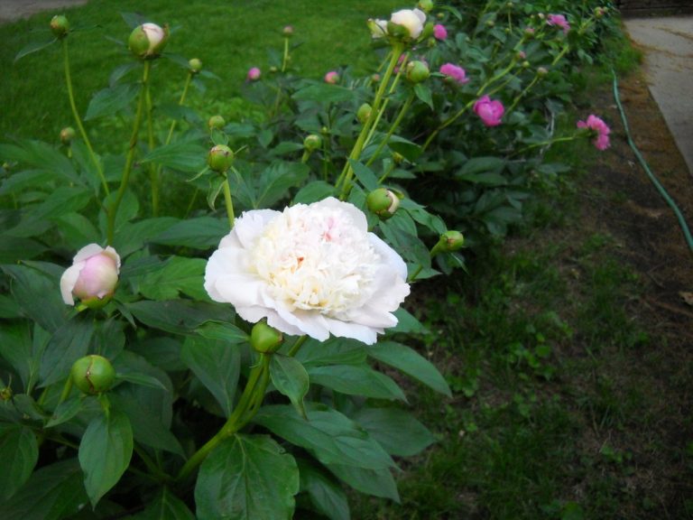 Peony, ECCO Garden Tour, 2013