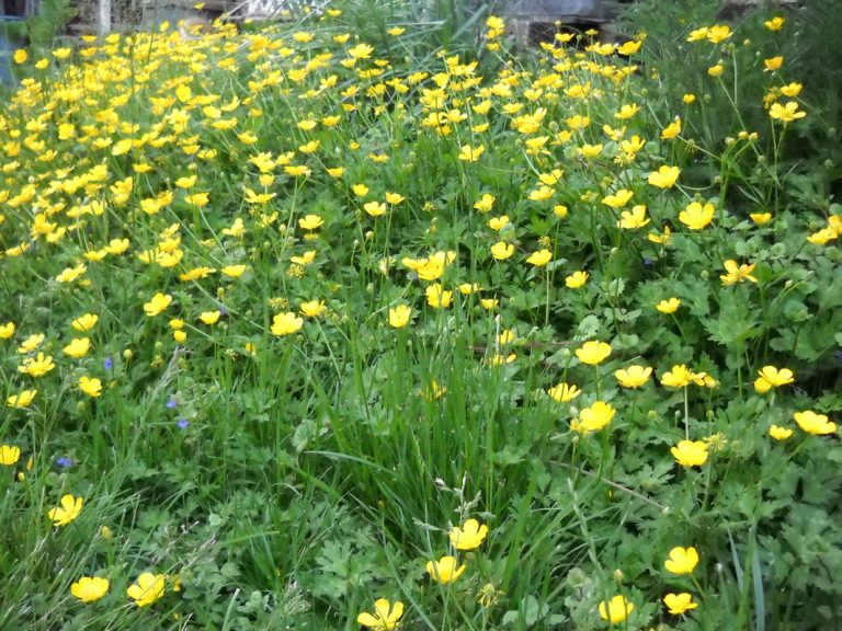 Prairie Sundrops, ECCO Garden Tour, 2013