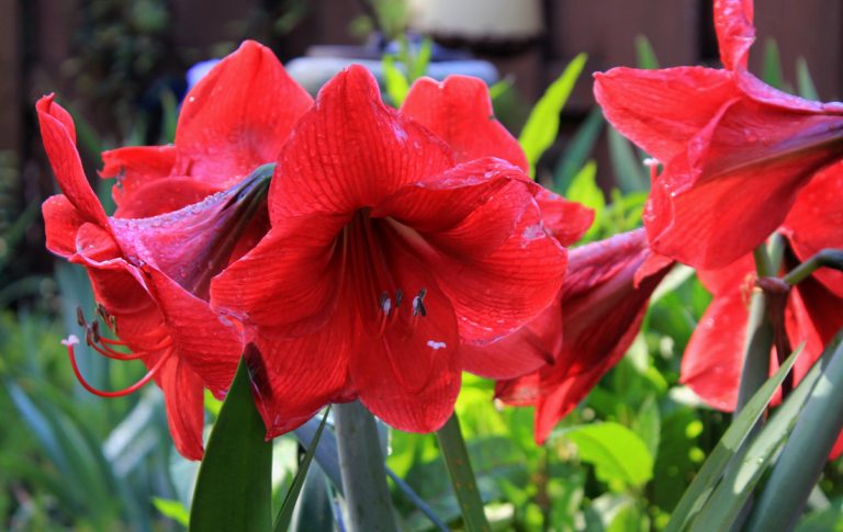 Red gladioli, ECCO Garden Tour 2016