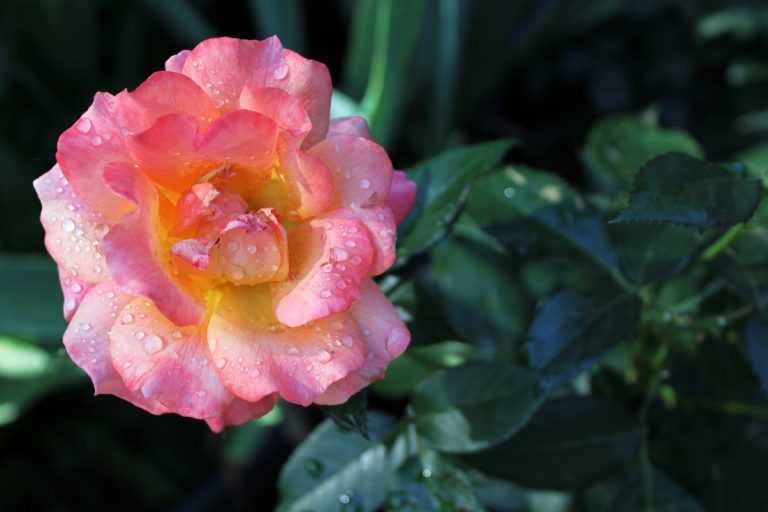 Peace rose, ECCO Garden Tour 2016