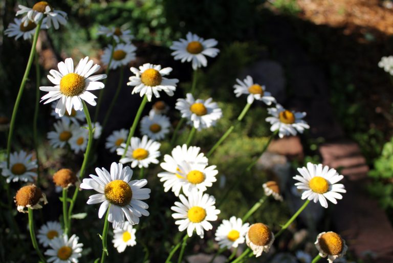 Daisies, ECCO Garden Tour 2016