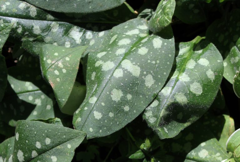 Pulmonaria, ECCO Garden Tour 2016