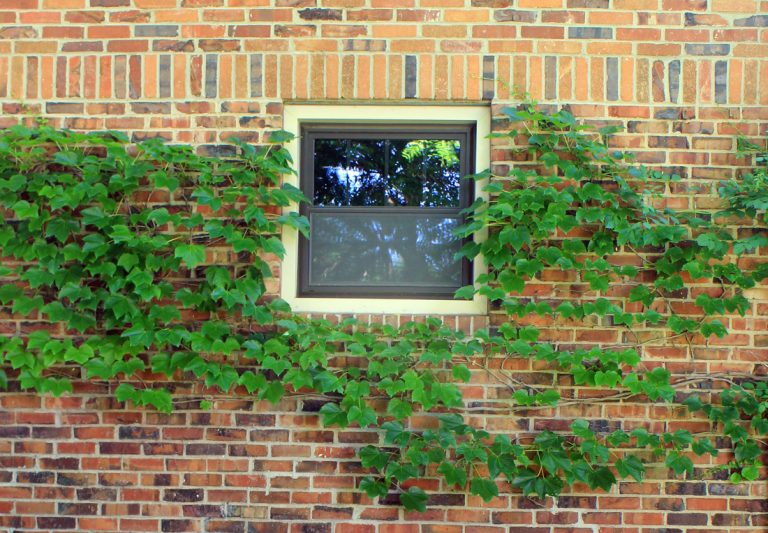 Ivy on brick wall with window ECCO Garden Tour 2016