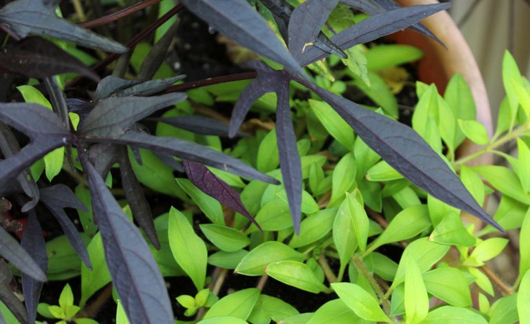 Sweet potato vine, ECCO Garden Tour 2016