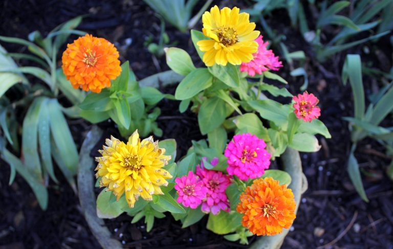 Orange, pink, and yellow zinnias, ECCO Garden Tour 2016
