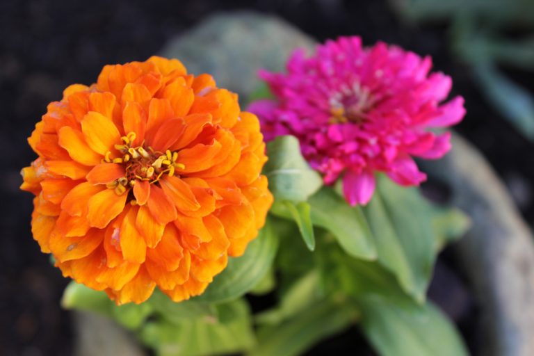 Orange and yellow zinnias, ECCO Garden Tour 2016