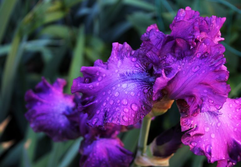 Purple iris, ECCO Garden Tour 2016