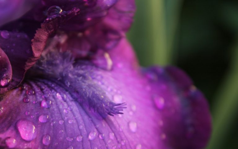 Purple iris detail, ECCO Garden Tour 2016