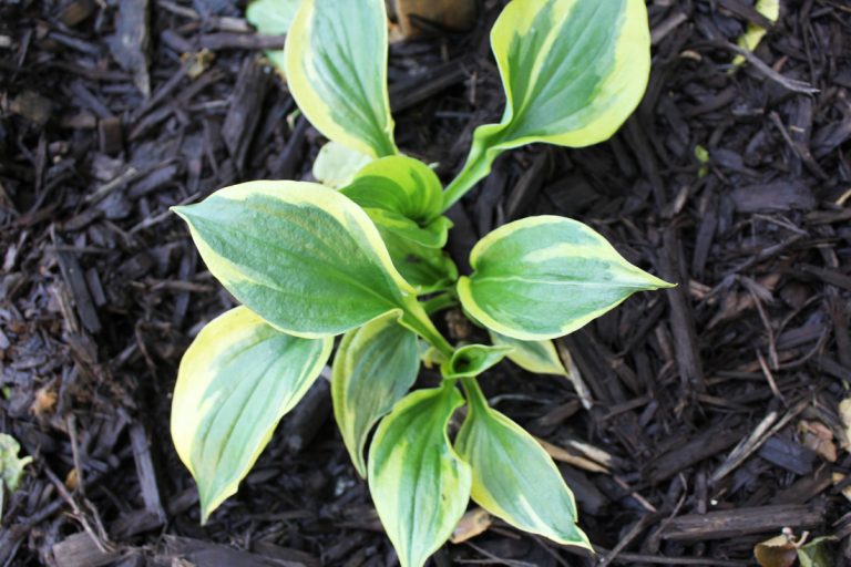 Hosta, ECCO Garden Tour 2016