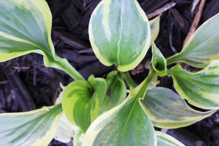 Hosta, ECCO Garden Tour 2016