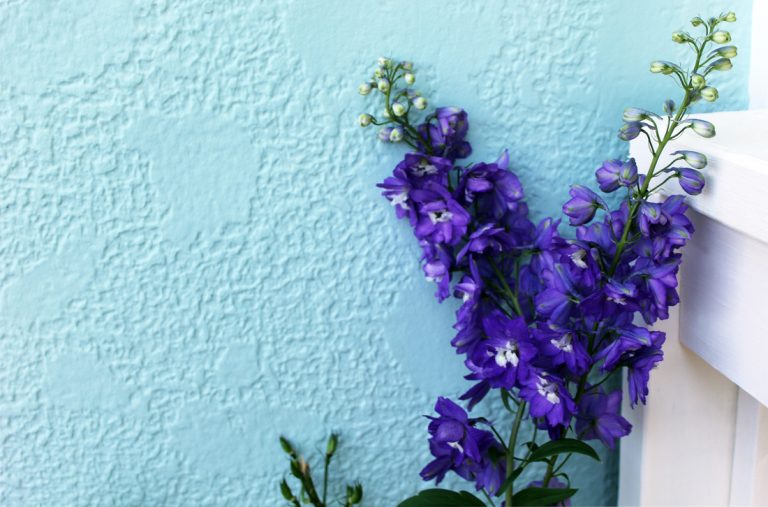 Larkspur, ECCO Garden Tour 2016