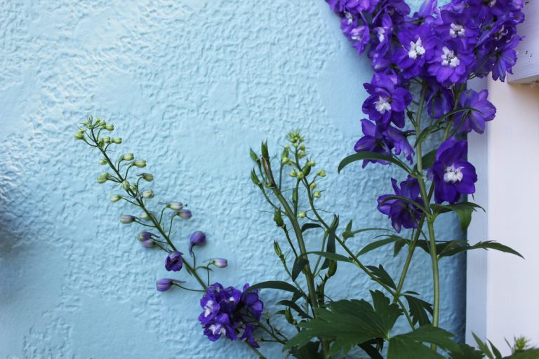 Larkspur, ECCO Garden Tour 2016