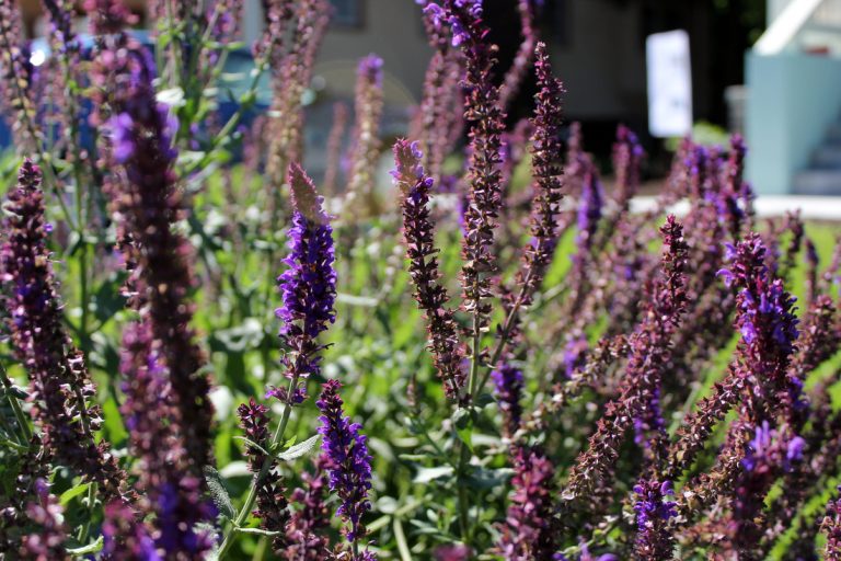 Salvia, ECCO Garden Tour 2016