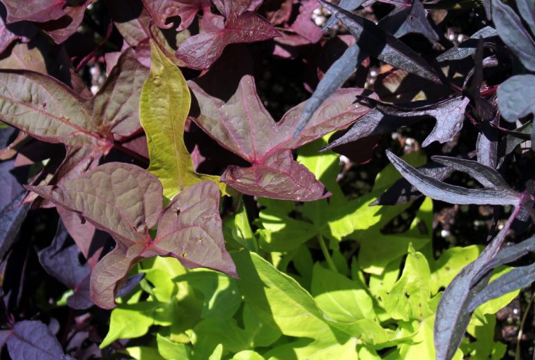 Ground cover, ECCO Garden Tour 2016