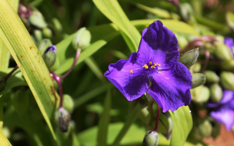 Purple spiderwort, ECCO Garden Tour 2016