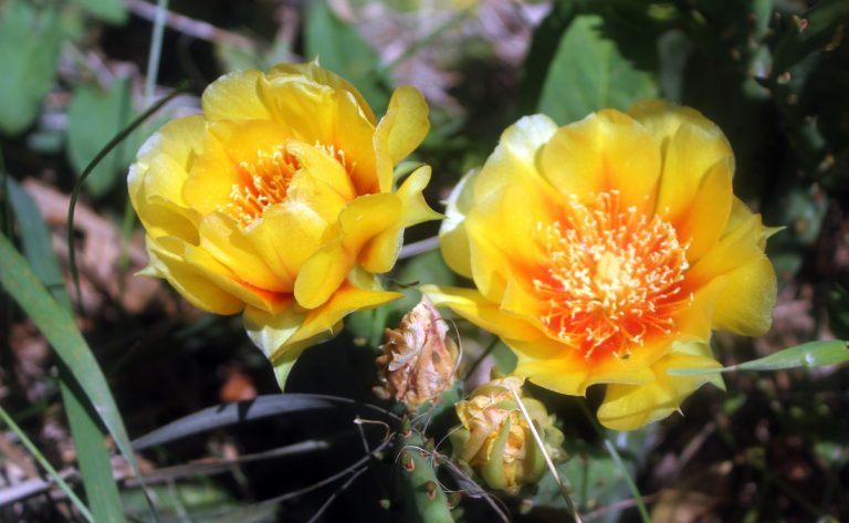 Prickly pear blossom, ECCO Garden Tour 2016