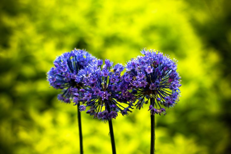 ECCO Garden Tour notecards: Allium caeruleum