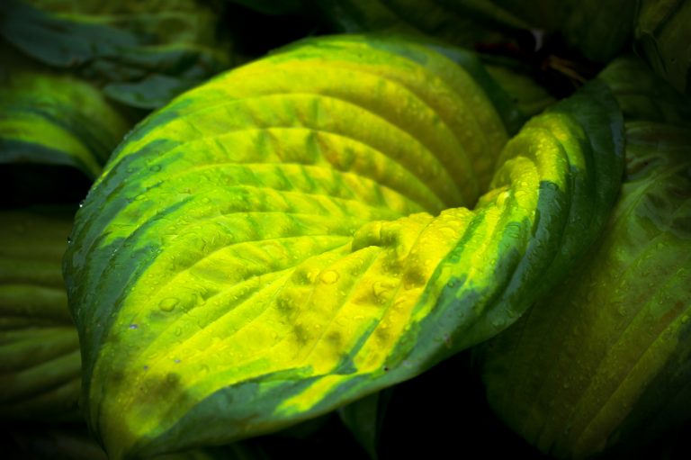 ECCO Garden Tour notecards: Hosta leaf
