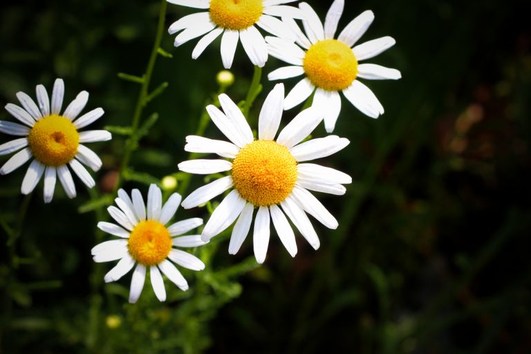 ECCO Garden Tour notecards: daisies