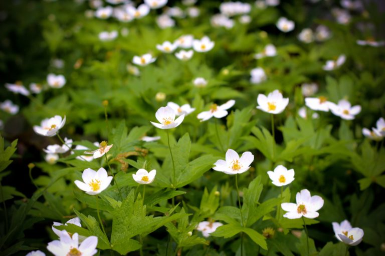 ECCO Garden Tour notecards: snowdrop anemone