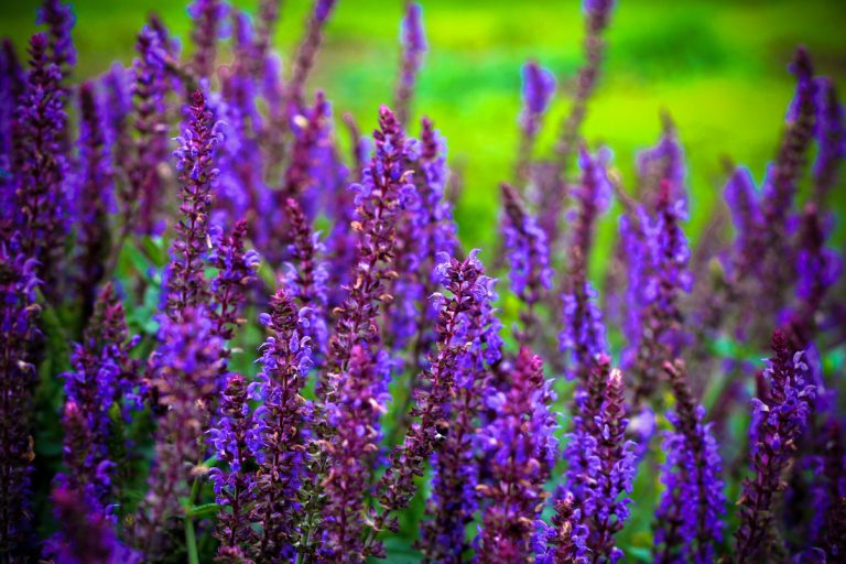 ECCO Garden Tour notecards: salvia