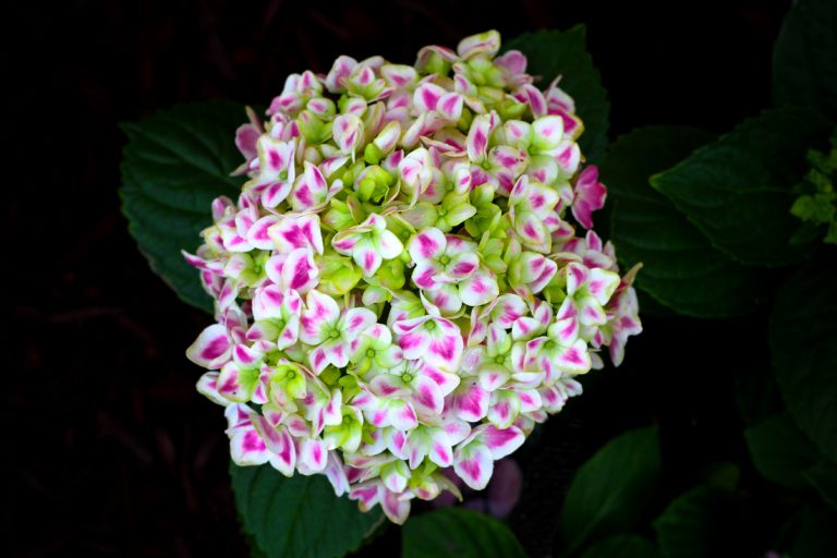 ECCO Garden Tour notecards: hydrangea