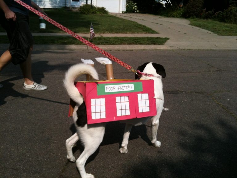 Dog wearing a box decorated as a factory, bearing the title "Poop Factory" in ECCO 4th of July Parade 2015