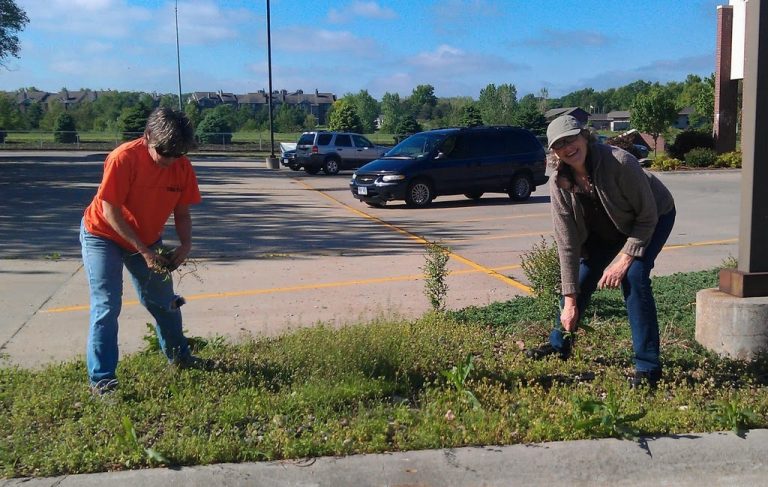 Two women weed a median